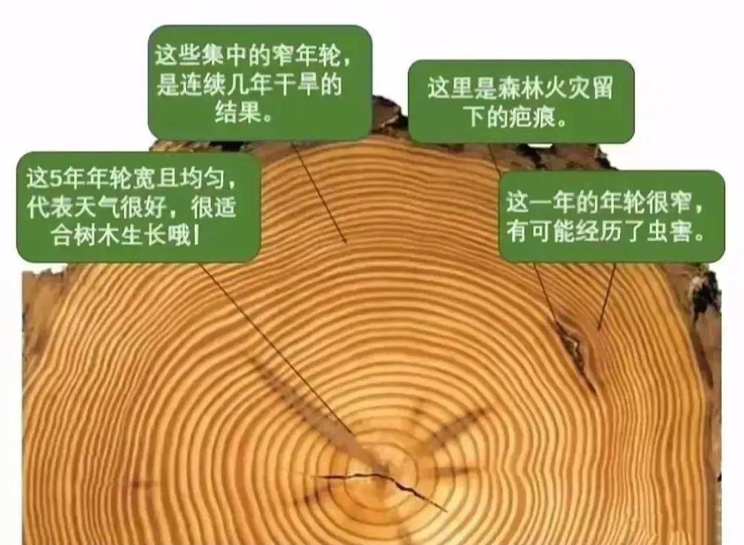 地球的树木森林面积变化情况_地球上最大的树木_地球树林